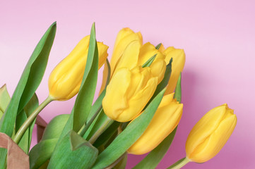 Yellow tulips on rose color background