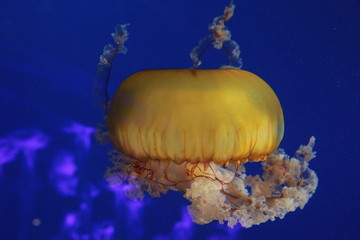 jellyfish in aquarium