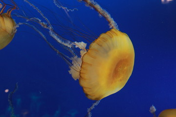 jellyfish in water