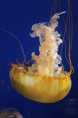 jellyfish in aquarium