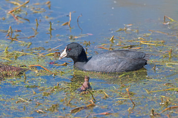 American Coot Swimming in a Wetland Pond