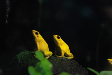frog in a pond