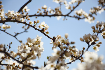 Beautiful flowering tree in a sunny
spring day