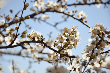 Beautiful flowering tree in a sunny
spring day