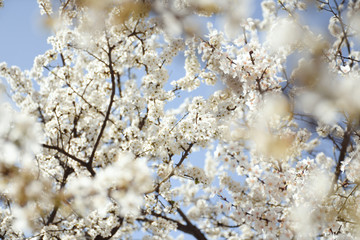 Beautiful flowering tree in a sunny
spring day
