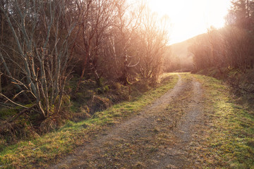 Small road in forest at sunrise, Concept travel, outdoor trip.