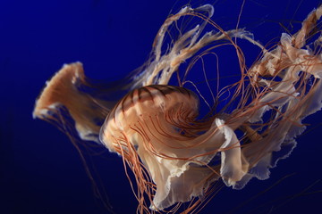 jellyfish © BlackSky Design