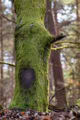 Mossy tree trunk. overgrown trunk of a deciduous tree.