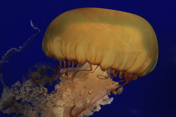 jellyfish in water