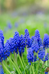 Beautiful card with muscari flower, hyacinth family. Spring floral creative toned background.