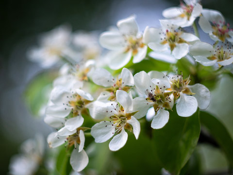 Beautiful apple cherry tree in bloom. Spring trees blossom in the park. Trees with white flowers blossoming. Closeup image of cherry apple flower