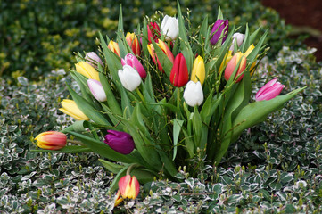 Ein Tulpenbeet