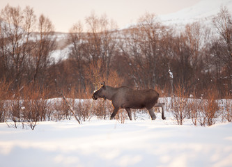 Moose, elk , alces alces, Lofoten nature, Scandinavian animals, Norway