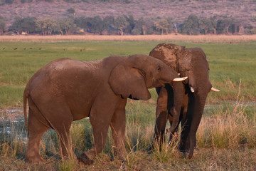 Naklejka na ściany i meble Two elephants play fighting in Chobe National Park, Botswana
