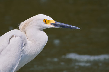 Portrait of a heron on the lake