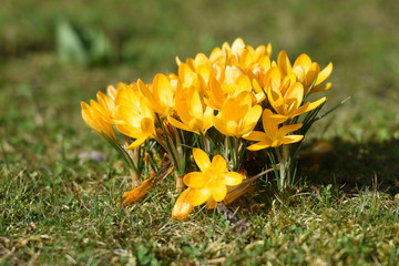 Erster Krokus im Frühling im Salzkammergut (Oberösterreich, Österreich) - First crocus in spring...