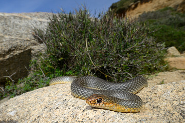 Kaspische Pfeilnatter (Dolichophis caspius) Insel Tinos, Griechenland / Caspian whipsnake