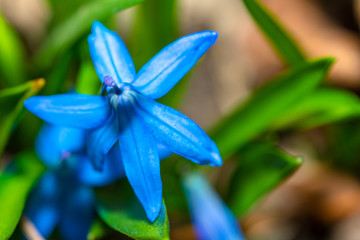 Scilla flowers bloomed in spring