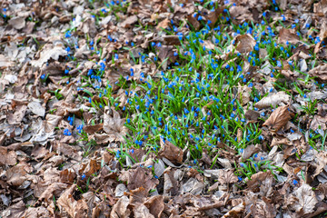Scilla spring flowers grow through dry leaves