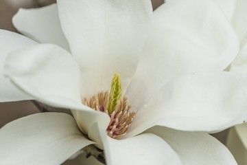 Fototapeta na wymiar closeup on white magnolia flower
