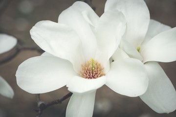 closeup on white magnolia © Stephanie