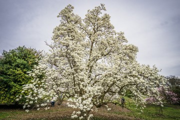 large white magnolia tree