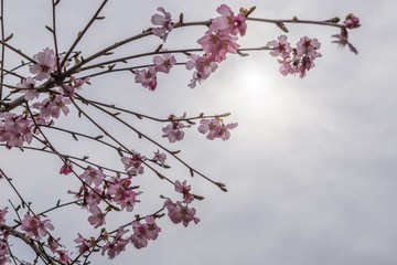 new cherry blossoms against the sky