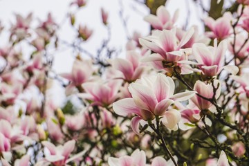 Fototapeta na wymiar pink magnolia tree in spring