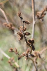 Cocklebur seed / Common cocklebur attaches thorny fruit after the flower and sticks to the body of animals and human clothes. Seeds are medicinal.