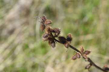 Cocklebur seed / Common cocklebur attaches thorny fruit after the flower and sticks to the body of animals and human clothes. Seeds are medicinal.