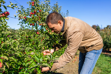 Apple orchard trees and man farmer, gardener picking red fruit in garden in autumn fall farm countryside in Virginia
