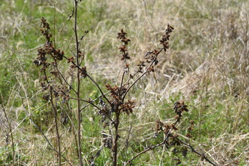 Cocklebur seed / Common cocklebur attaches thorny fruit after the flower and sticks to the body of animals and human clothes. Seeds are medicinal.