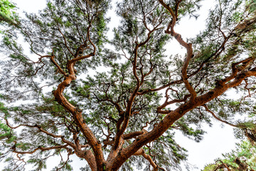 Kyoto Gyoen Japan near Imperial Palace with low angle looking up view of green pine tree branches