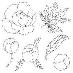 Peonies, set of isolated elements on a white background. Leaves, flowers and buds. Outline drawing. For the design of cards, invitations, wedding.