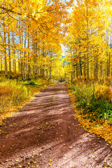 Golden forest landscape vertical view in Aspen, Colorado USA maroon bells mountains in October 2019 and vibrant trees foliage autumn with dirt road