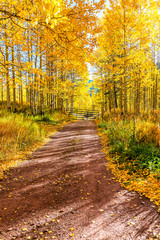 Golden forest landscape vertical view in Aspen, Colorado USA maroon bells mountains in October 2019...