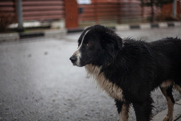 Homeless dog on the street.