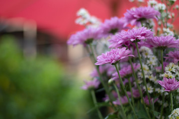 Fototapeta premium a selective focus of fresh flowers for background