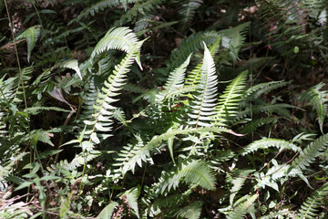 Green leaves of a plant in the tropical forest