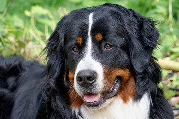 D&uuml;rrb&auml;chler - Berner Sennenhund - Portait