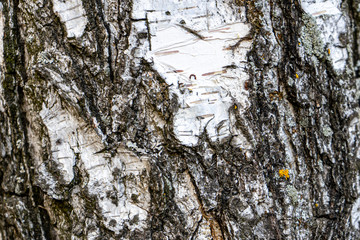 Birch bark background, texture natural background paper close-up