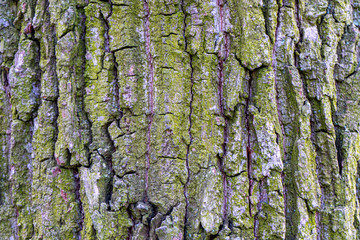 Tree bark background, texture natural background paper close-up
