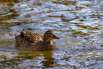 Eine Stockente schwimmt im Wasser