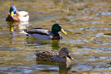 Stockenten am Ufer eines Sees
