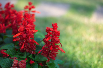 a selective focus of fresh flowers for background