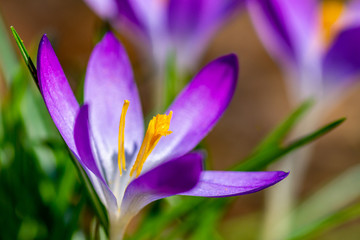 Ein lila Krokus entfaltet seine Blüte