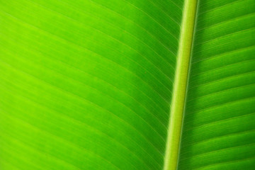 Texture background of fresh green banana leaf, Close up abstract nature.