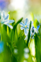 Naklejka premium Frühlingswiese mit Blausternen