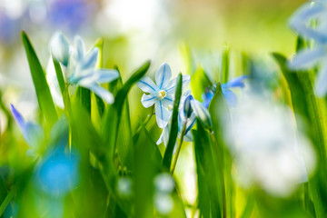 Blausterne auf einer Frühlingswiese