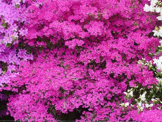 Older azalea bushes in full bloom. The blaze of color shines in pink from afar. A burst of color in...